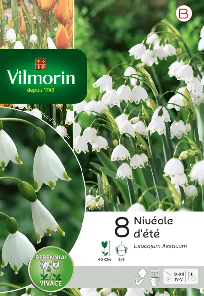 Bulbes à fleurs à planter à l'automne - Leucojum Aestivum (x8) - PACKAGING_RECTO
