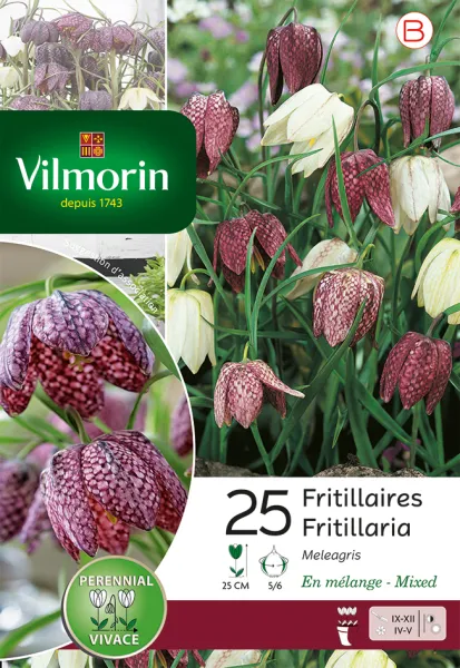 Bulbes à fleurs à planter à l'automne - Fritillaire Meleagris (x25) - PACKAGING_RECTO