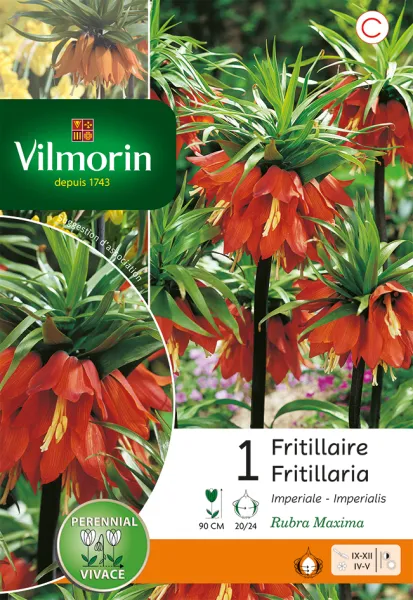 Bulbes à fleurs à planter à l'automne - Fritillaire Imperialis Rubra (x1) - PACKAGING_RECTO