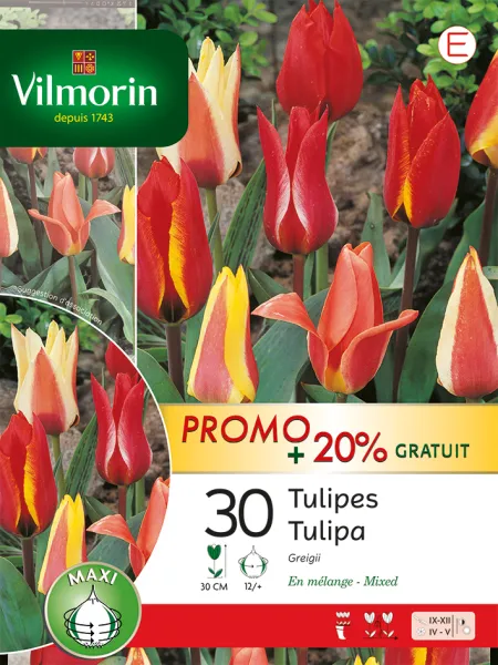 Bulbes à fleurs à planter à l'automne - Tulipe Greigii en Mélange (x30) + 25% Offert - PACKAGING_RECTO