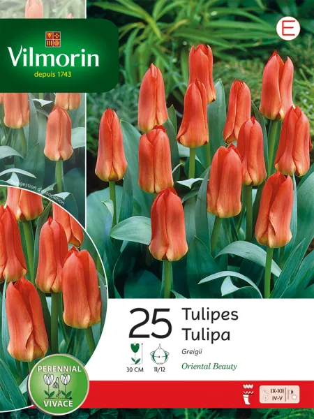 Bulbes à fleurs à planter à l'automne - Tulipe Oriental Beauty (x25) - face recto