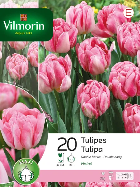 Bulbes à fleurs à planter à l'automne - Tulipe Foxtrot (x20) - PACKAGING_RECTO