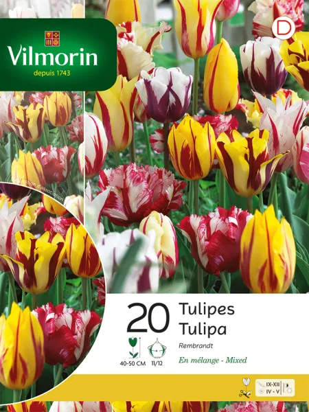 Bulbes à fleurs à planter à l'automne - Tulipe Rembrandt en Mélange (x20) - face recto