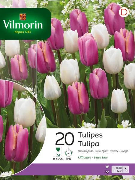 Bulbes à fleurs à planter à l'automne - Tulipe Darwin et Triomphe en Mélange (x20) - face recto
