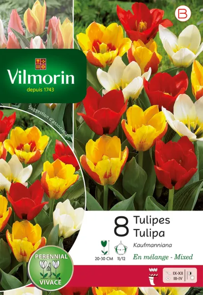 Bulbes à fleurs à planter à l'automne - Tulipe Kaufmannia Selection en Mélange (x8) - PACKAGING_RECTO