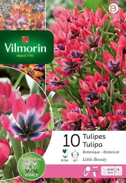 Bulbes à fleurs à planter à l'automne - Tulipe Pulchella Little Beauty (x10) - PACKAGING_RECTO