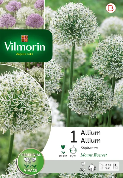 Bulbes à fleurs à planter à l'automne - Allium Mount Everest (x1) - PACKAGING_RECTO