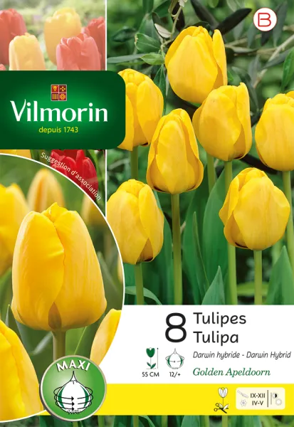Bulbes à fleurs à planter à l'automne - Tulipe Golden Apeldoorn (x8) - PACKAGING_RECTO