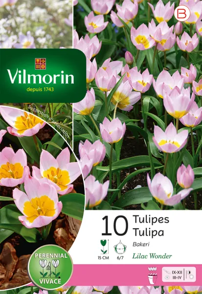 Bulbes à fleurs à planter à l'automne - Tulipe Lilac Wonder (x10) - PACKAGING_RECTO