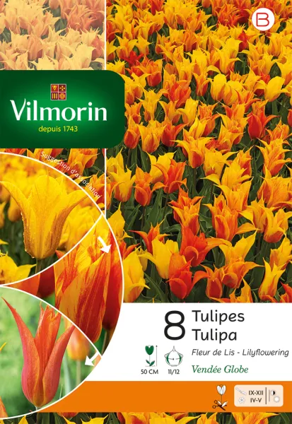 Bulbes à fleurs à planter à l'automne - Tulipe Vendée Globe (x8) - PACKAGING_RECTO