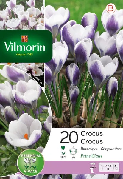 Bulbes à fleurs à planter à l'automne - Crocus Prins Claus (x20) - PACKAGING_RECTO