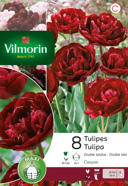 Bulbes à fleurs à planter à l'automne - Tulipe Double Tardive Canyon - PACKAGING_RECTO