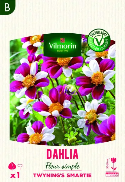 Bulbes à fleurs à planter au printemps - Dahlia Fleur Simple Twyning's Smartie (x1) - face recto