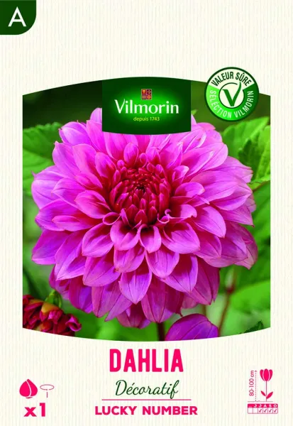 Bulbes à fleurs à planter au printemps - Dahlia Décoratif Lucky Number (x1) - PACKAGING_RECTO
