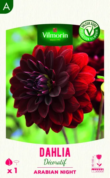 Bulbes à fleurs à planter au printemps - Dahlia Décoratif Arabian night (x1) - PACKAGING_RECTO