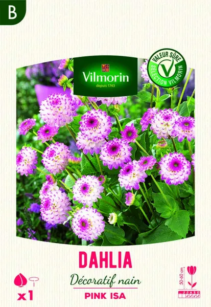 Bulbes à fleurs à planter au printemps - Dahlia Décoratif nain Pink Isa (x1) - PACKAGING_RECTO