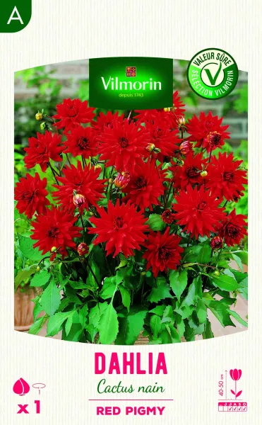 Bulbes à fleurs à planter au printemps - Dahlia Cactus nain Red Pigmy (x1) - PACKAGING_RECTO