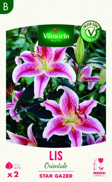 Bulbes à fleurs à planter au printemps - Lis Orientale Star Gazer (x2) - PACKAGING_RECTO