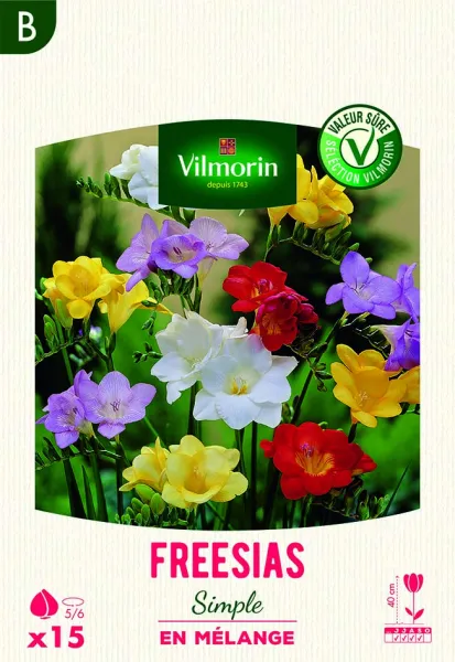 Bulbes à fleurs à planter au printemps - Frésia Simple en Mélange (x15) - PACKAGING_RECTO
