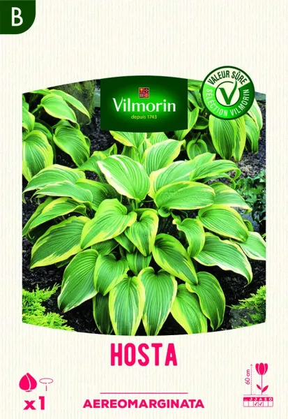 Bulbes à fleurs à planter au printemps - Hosta Aureomarginata (x1) - face recto