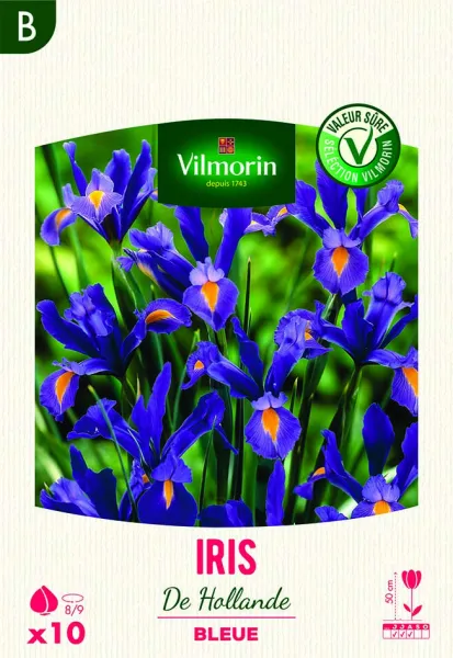 Bulbes à fleurs à planter au printemps - Iris de Hollande Bleue (x10) - PACKAGING_RECTO