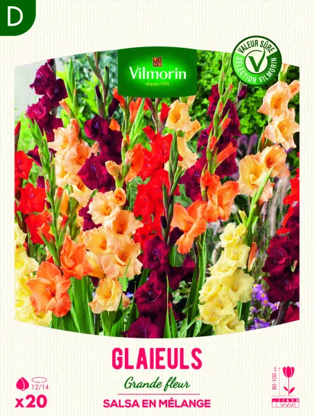 Bulbes à fleurs à planter au printemps - Glaïeuls Grande Fleur Salsa en Mélange (x20) - face recto