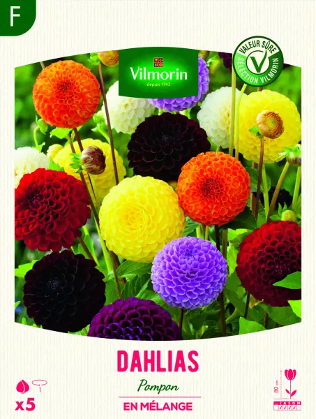 Bulbes à fleurs à planter au printemps - Dahlia Pompon en Mélange (x5) - face recto