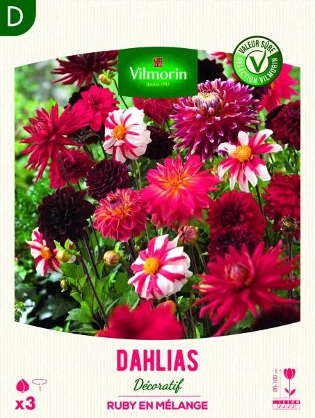 Bulbes à fleurs à planter au printemps - Dahlia décoratifs Ruby en Mélange (x3) - face recto
