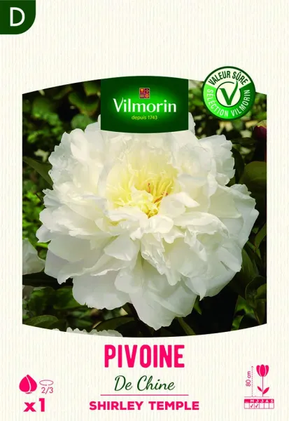 Bulbes à fleurs à planter au printemps - Pivoine De Chine Shirley Temple (x1) - PACKAGING_RECTO