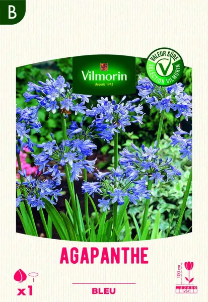 Bulbes à fleurs à planter au printemps - Agapanthe Umbelatum Bleu (x1) - PACKAGING_RECTO