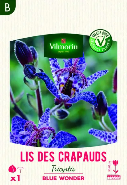 Bulbes à fleurs à planter au printemps - Lis des Crapauds Tricytris Blue Wonder (x1) - face recto