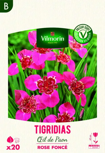 Bulbes à fleurs à planter au printemps - Tigridias Œil de Paon en Rose Foncé (x20) - PACKAGING_RECTO