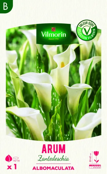 Bulbes à fleurs à planter au printemps - Arum Zantedeschia Albomaculata (x1) - PACKAGING_RECTO