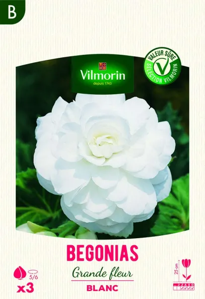 Bulbes à fleurs à planter au printemps - Bégonia Grande fleur blanc (x3) - PACKAGING_RECTO