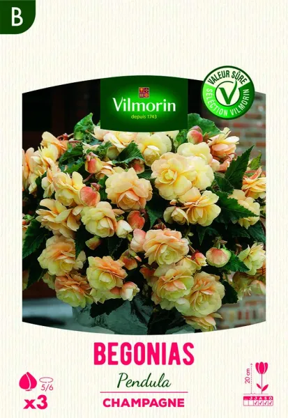 Bulbes à fleurs à planter au printemps - Bégonia Pendula Champagne (x3) - PACKAGING_RECTO