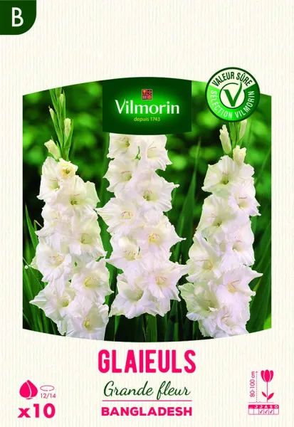Bulbes à fleurs à planter au printemps - Glaïeuls Grande Fleur Bangladesh (x10) - PACKAGING_RECTO