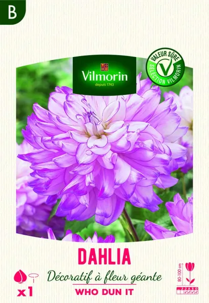 Bulbes à fleurs à planter au printemps - Dahlia décoratif à fleur géante Who Dun It XXL (x1) - face recto