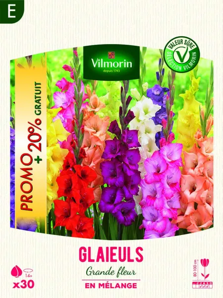 Bulbes à fleurs à planter au printemps - Glaïeuls Grande Fleur en Mélange (x30) + 20% Offert - PACKAGING_RECTO