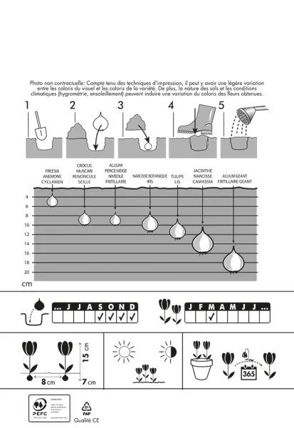 Bulbes à fleurs à planter à l'automne - Crocus Flower Record (x12) - MEDIA_PACKAGING_VERSO