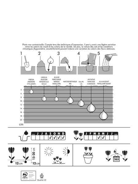 Bulbes à fleurs à planter à l'automne - Tulipes et Anémones (x35) - MEDIA_PACKAGING_VERSO