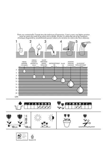 Bulbes à fleurs à planter à l'automne - Tulipes et Muscaris (x35) - MEDIA_PACKAGING_VERSO