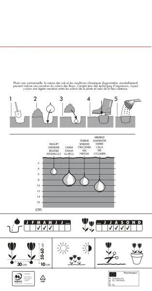 Bulbes à fleurs à planter au printemps - Arum Zantedeschia Albomaculata (x1) - MEDIA_PACKAGING_VERSO