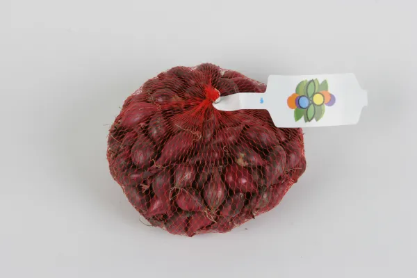 Bulbes potagers - Oignon Rouge - 500 g - face recto