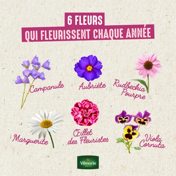 Fleurs - Rudbeckia Cappuccino - Graines d'Exception - image