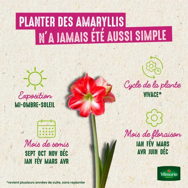 Bulbes à fleurs à planter à l'automne - Amaryllis Hippeastrum Strié (x1) - image