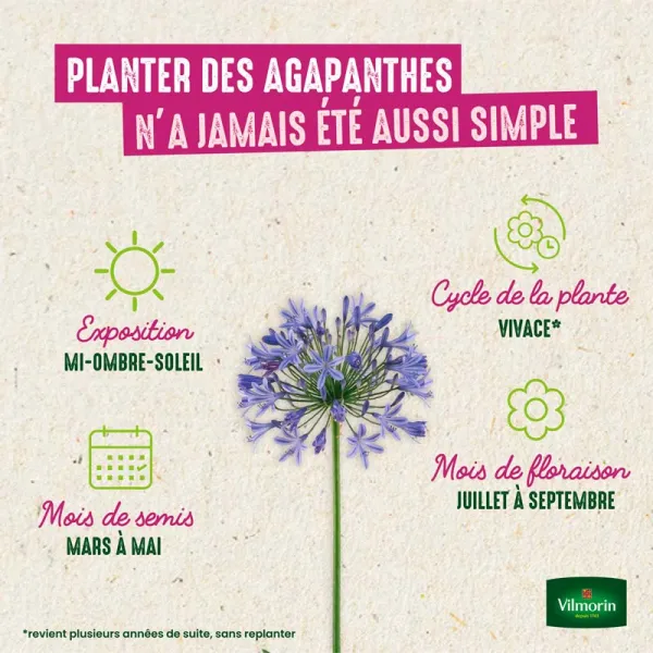Bulbes à fleurs à planter au printemps - Agapanthe Umbelatum Bleu (x1) - image