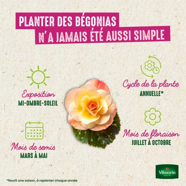 Bulbes à fleurs à planter au printemps - Bégonia Grande fleur blanc (x3) - image