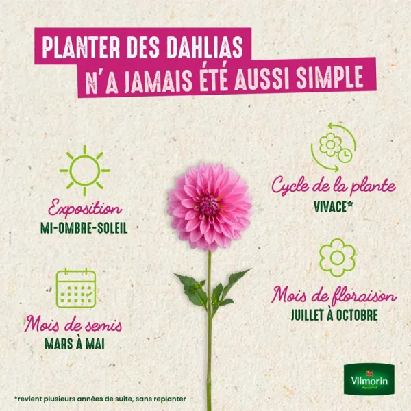 Bulbes à fleurs à planter au printemps - Dahlia Cactus nain Park Princess (x1) - image
