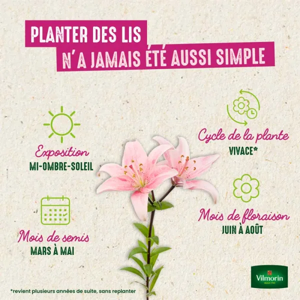 Bulbes à fleurs à planter au printemps - Lis Orientale Star Gazer (x2) - image