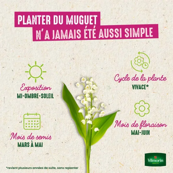 Bulbes à fleurs à planter au printemps - Muguet Convallaria Majalis (x5) - image